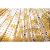 Printed Art Landscape Colorado by Dan Ballard