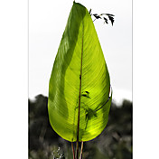 Printed Art Botanical Single Leaf Beauty by by Harold Silverman: Foliage & Greenery