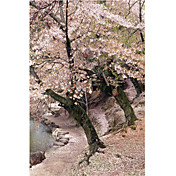 Printed Art Landscape Cherry Blossom Lane by Monte Nagler