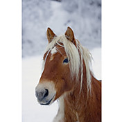 Gedrukt Art Animal Horse I door Carl Rosen