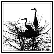 Trykte Kunst Animal Birds Nesting av Harold Silverman - Dyr