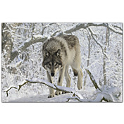 Printed Art Animal Zoo Wolf 03 by Gordon Semmens