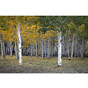 Printed Art Landscape Dixie Forest, UT by J.D. McFarlan