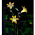  Solar-LED-Licht Blume (1049-cis-28077)