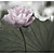  Lotus Blossom moderne mural Nature Botanique