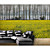  Yellow Floral Nature Mural